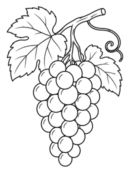 Free printable Bunch Of Grapes On A Vine coloring page