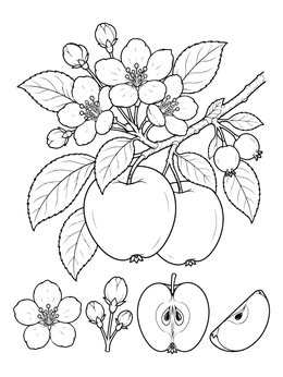 Detailed botanical apple branch and slices on a fruit coloring page.