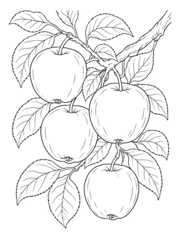 A detailed fruit coloring page featuring four apples hanging from a leafy tree branch.