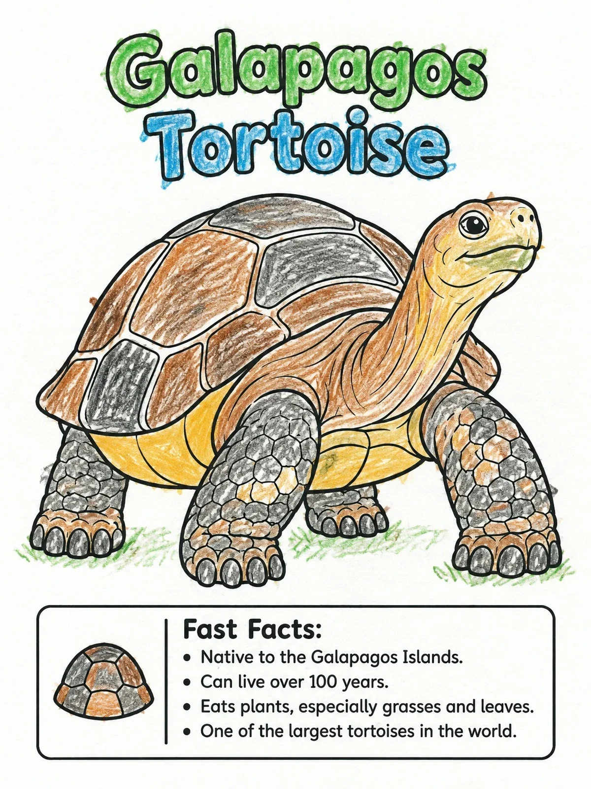 Colored example of the Galapagos Tortoise With Fact Box coloring page