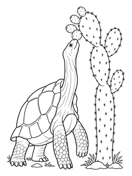 A galapagos tortoise coloring page showing the giant reptile stretching toward a tall prickly pear cactus.