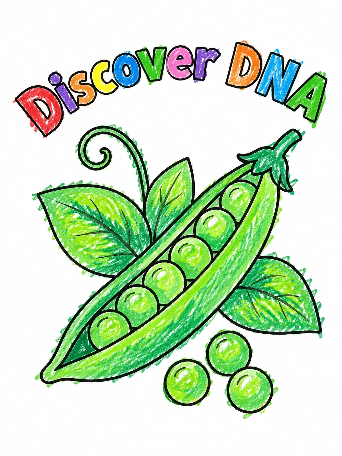 Colored example of the Garden Pea Pod Genetics coloring page