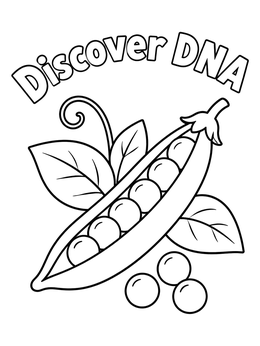 Free printable Garden Pea Pod Genetics coloring page