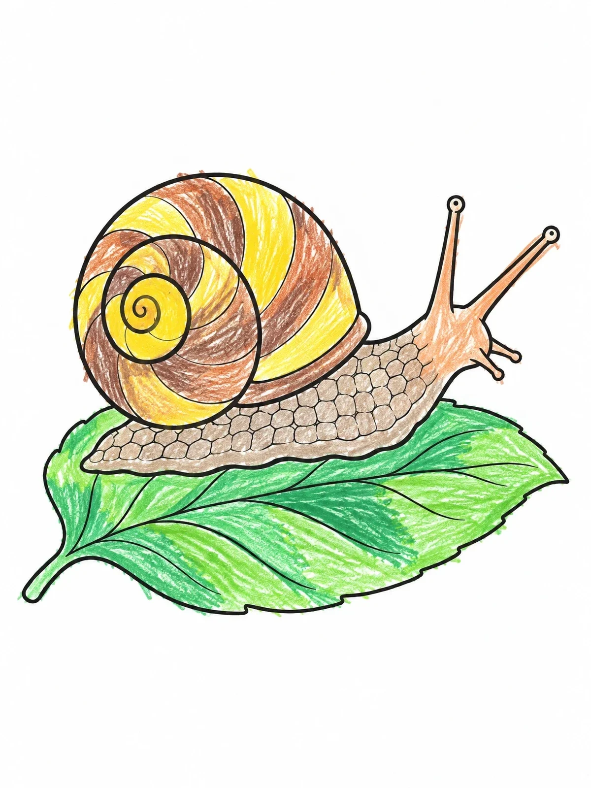 Colored example of the Garden Snail With Swirl Shell On Leaf coloring page