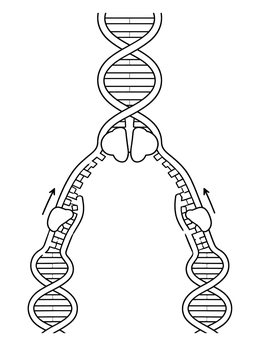 Free printable Dna Replication Fork Diagram coloring page