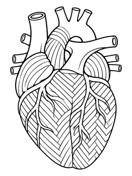 Detailed heart anatomy coloring page featuring intricate geometric line patterns across the muscle.