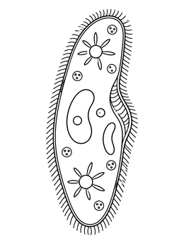 A microscopic paramecium organism on this educational germ coloring page.
