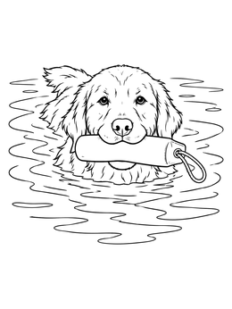 A golden retriever coloring page showing the dog swimming in rippling water with a dummy.