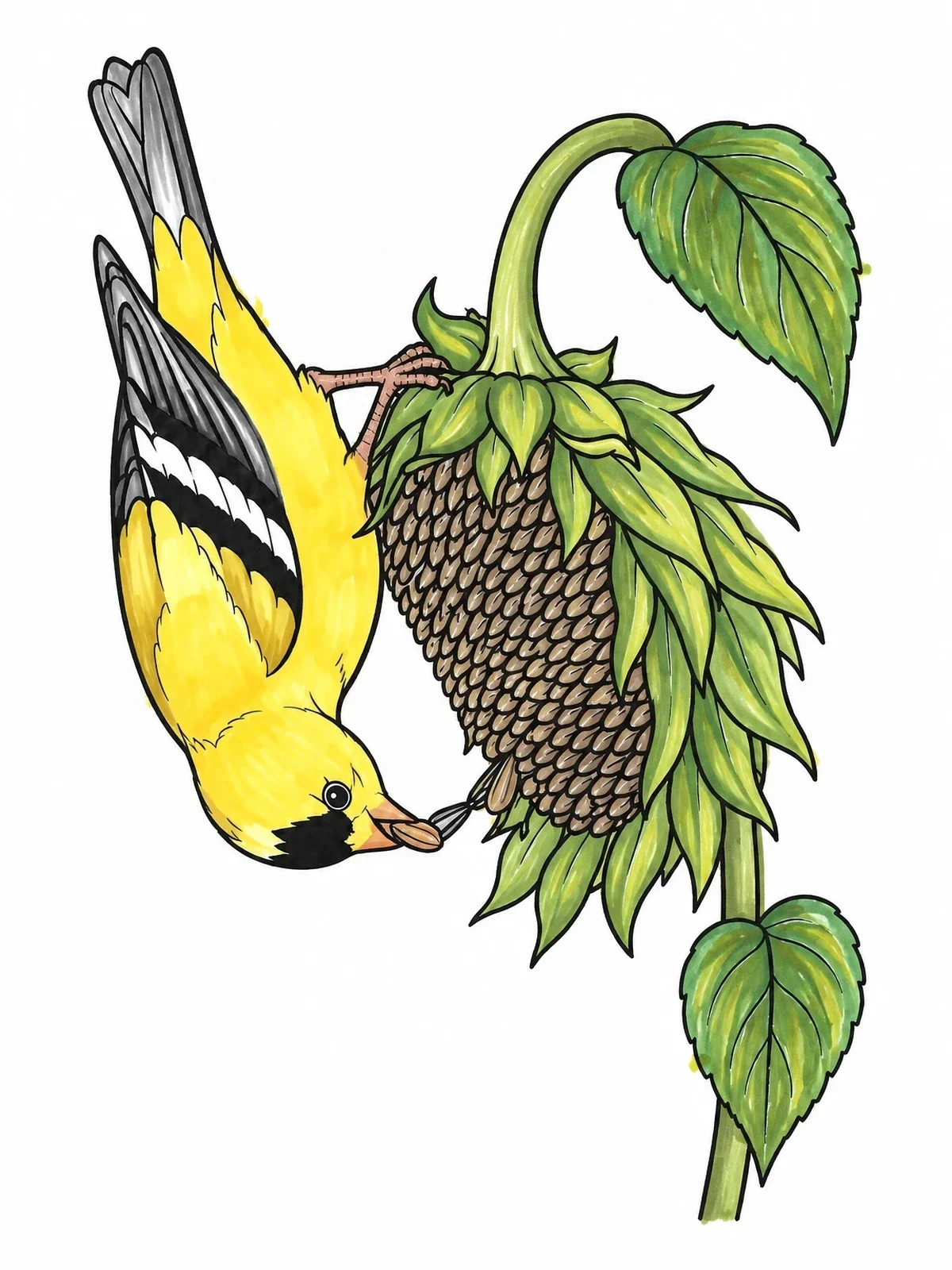 Colored example of the Goldfinch Hanging Upside Down On Sunflower coloring page