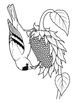 Free printable Goldfinch Hanging Upside Down On Sunflower coloring page