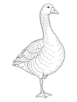 A detailed goose coloring page showing the bird balancing gracefully on one webbed foot.