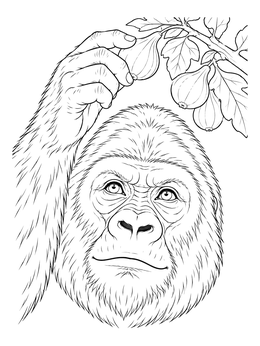 A detailed gorilla coloring page showing a close-up portrait reaching up toward hanging figs.