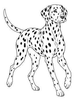 An alert spotted dog poses gracefully in this detailed dalmatian coloring page.