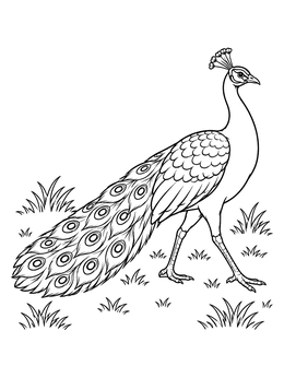 A graceful bird with long tail feathers walks on grass in this peacock coloring page.