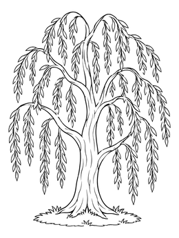 Free printable Graceful Weeping Willow Tree Line Art coloring page
