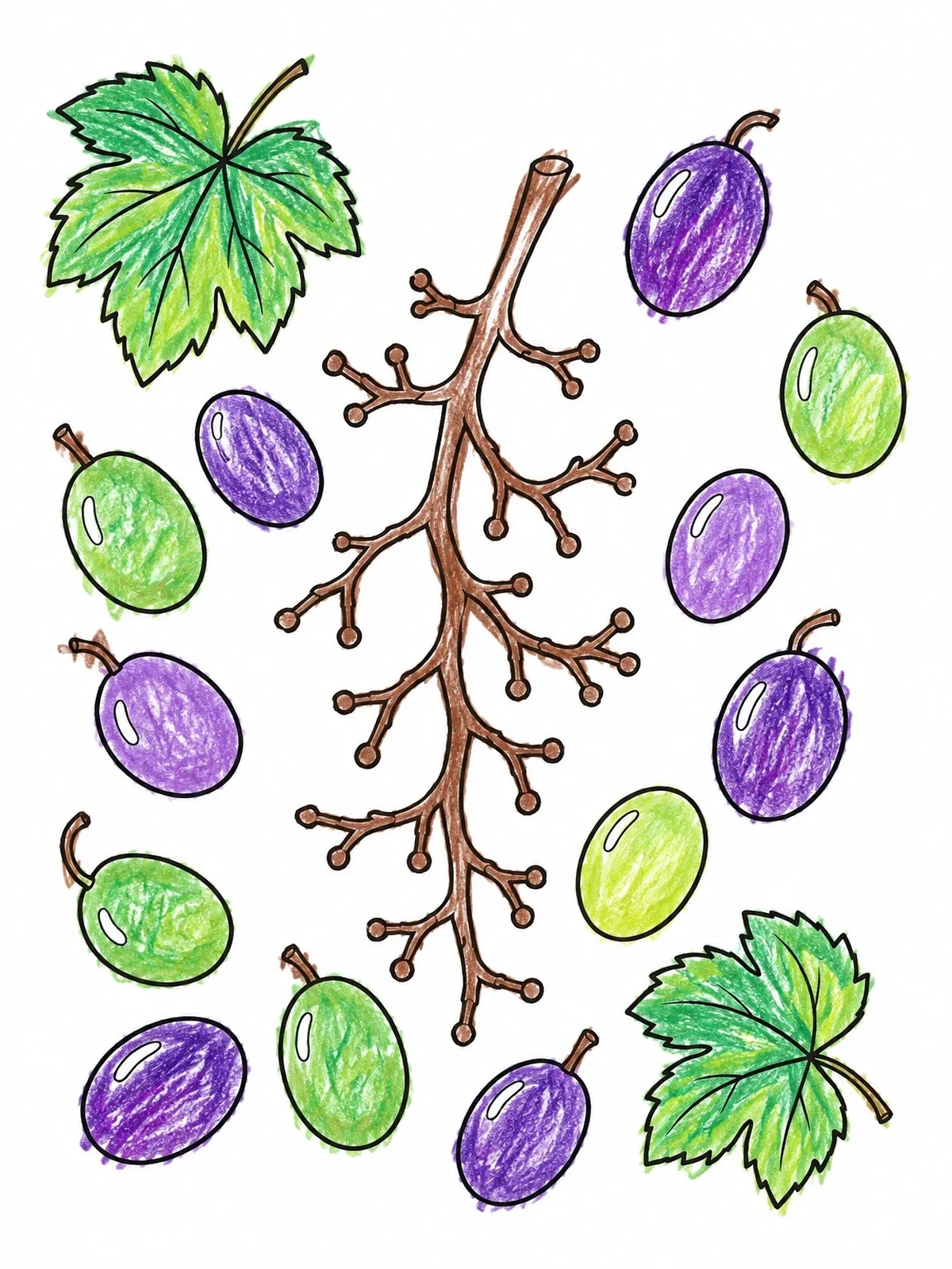 Colored example of the Grape Stem With Loose Berries coloring page