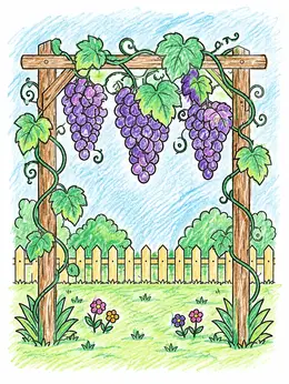 Grabes Drawing Grape Clusters Hanging On Garden Trellis – Grapes Coloring Page