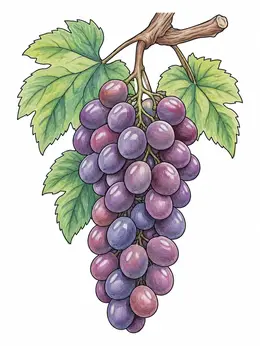 Grabes Drawing Ripe Grape Bunch On Vine – Grapes Coloring Page