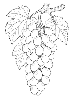 A plump grape bunch hangs from a leafy vine in this realistic grapes coloring page.