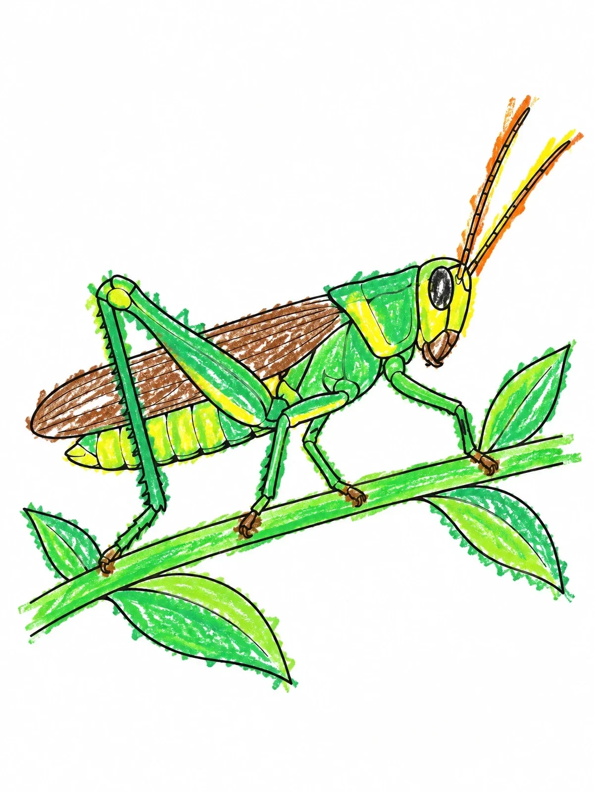 Colored example of the Grasshopper Perched On Leafy Branch coloring page