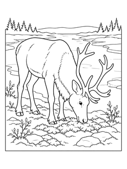A reindeer coloring page showing an antlered caribou grazing on tundra moss near an icy river.