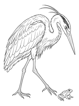 A detailed great blue heron coloring page showing the tall bird looking down at a little frog.