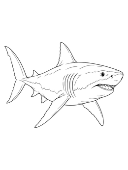 A great white shark coloring page swimming through clear open water.