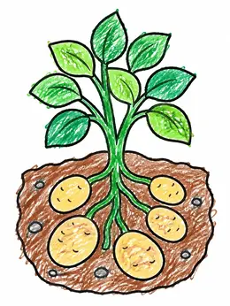 Growing Potato Plant Cross Section – Potato Plants Coloring Page