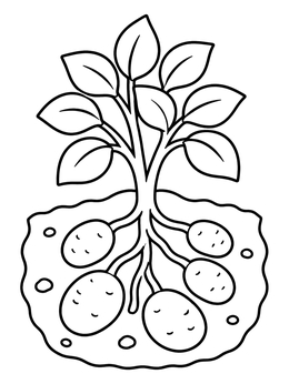 Free printable Growing Potato Plant Cross Section coloring page