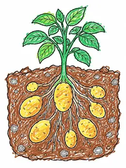 Colorable Potato Growing Potato Plant Underground Cutaway – Potato Plants Coloring Page