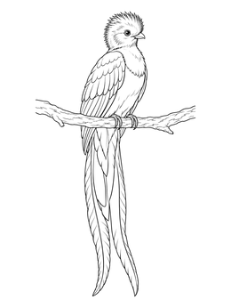 Free printable Resplendent Quetzal Perched On Branch coloring page