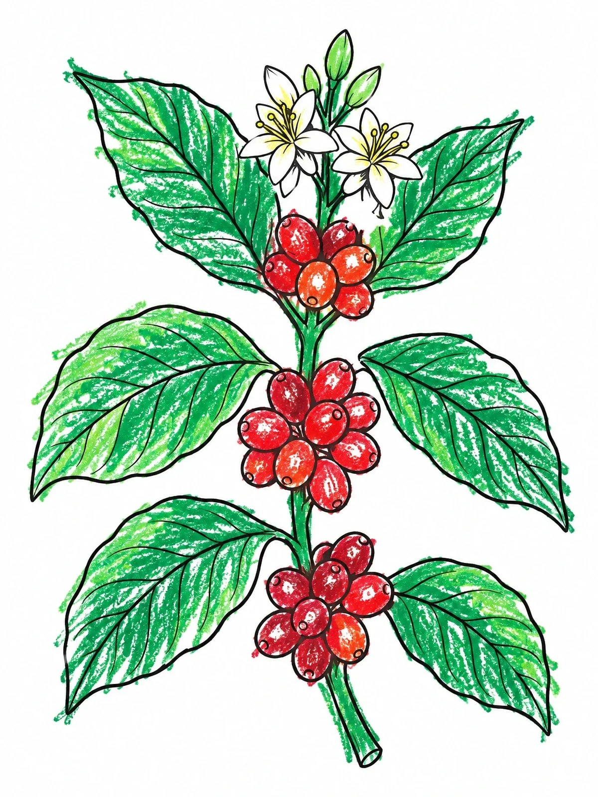 Colored example of the Guatemalan Coffee Plant Branch With Berries coloring page