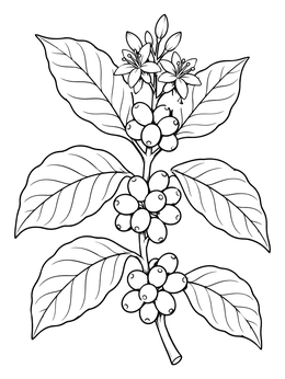 Free printable Guatemalan Coffee Plant Branch With Berries coloring page
