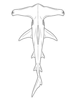 A top-down view of a slender hammerhead shark coloring page with wide cephalofoil.