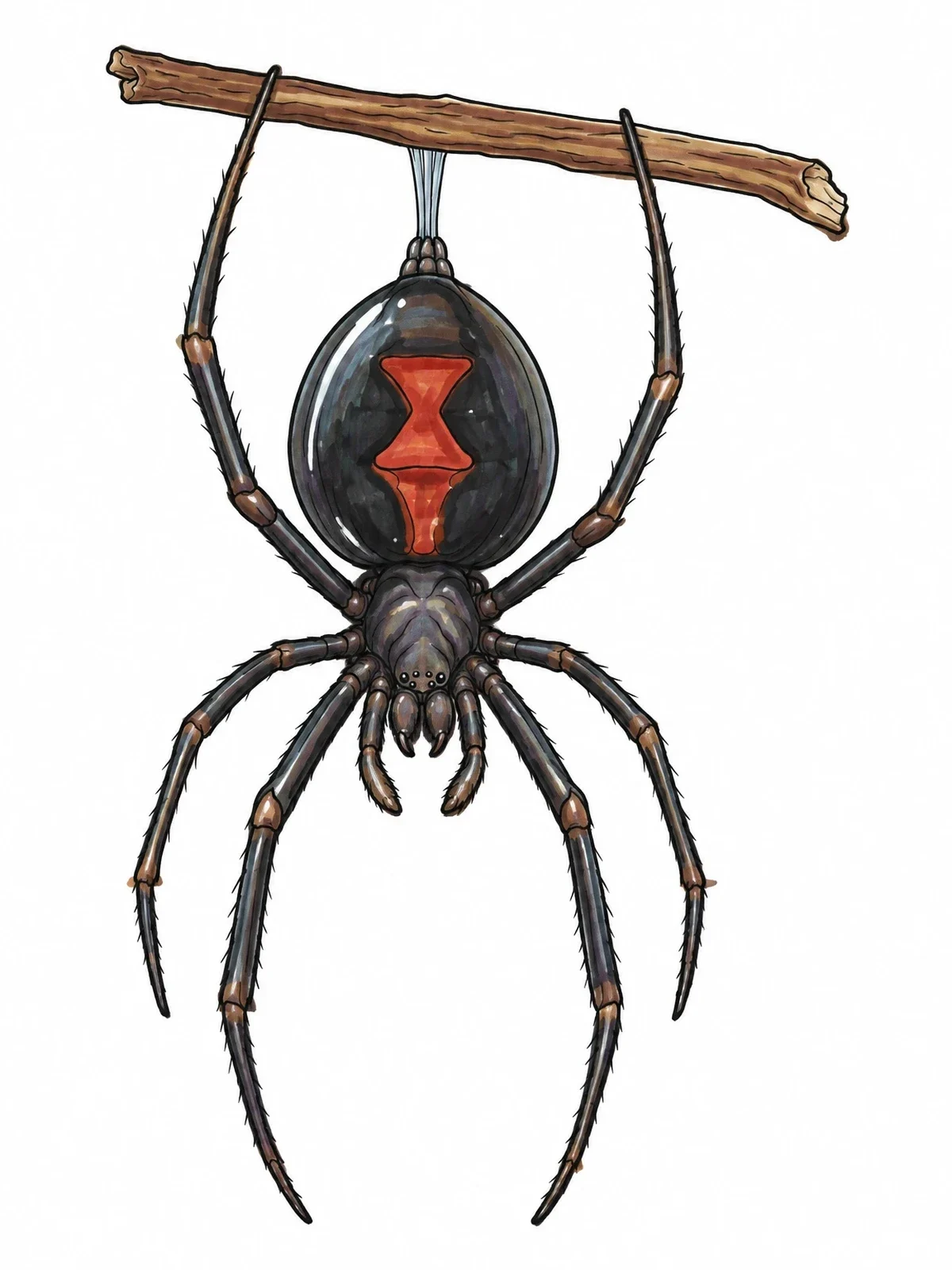 Colored example of the Hanging Black Widow Spider coloring page