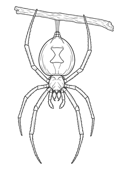 Detailed black widow spider coloring page showing the hourglass mark as it hangs from a twig.