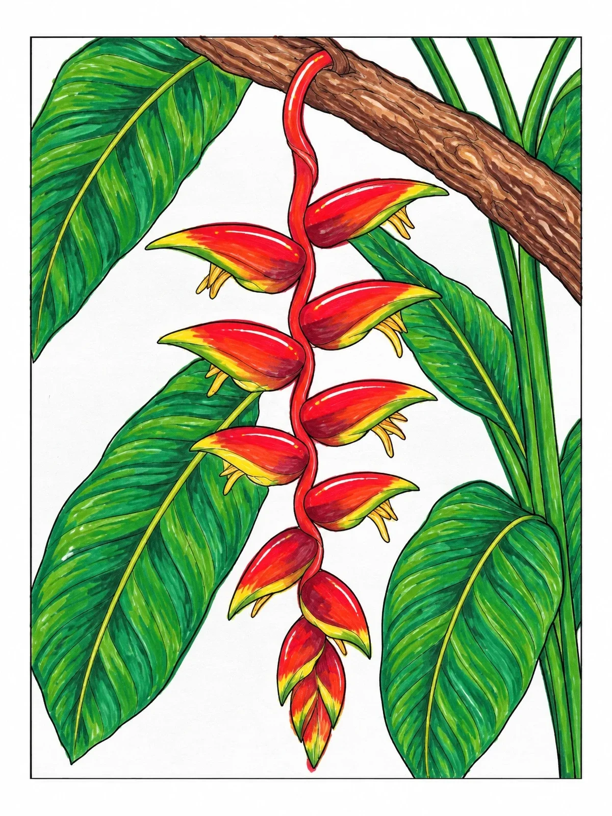 Colored example of the Hanging Heliconia With Lush Leaves coloring page