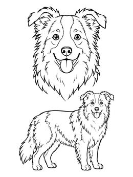 Free printable Happy Border Collie Portrait And Full Body coloring page