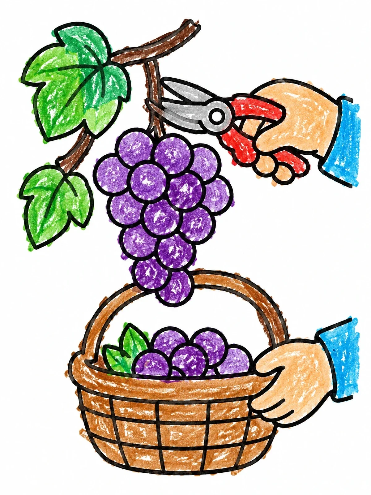 Colored example of the Harvesting Grapes Into A Basket coloring page