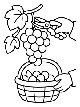 Free printable Harvesting Grapes Into A Basket coloring page