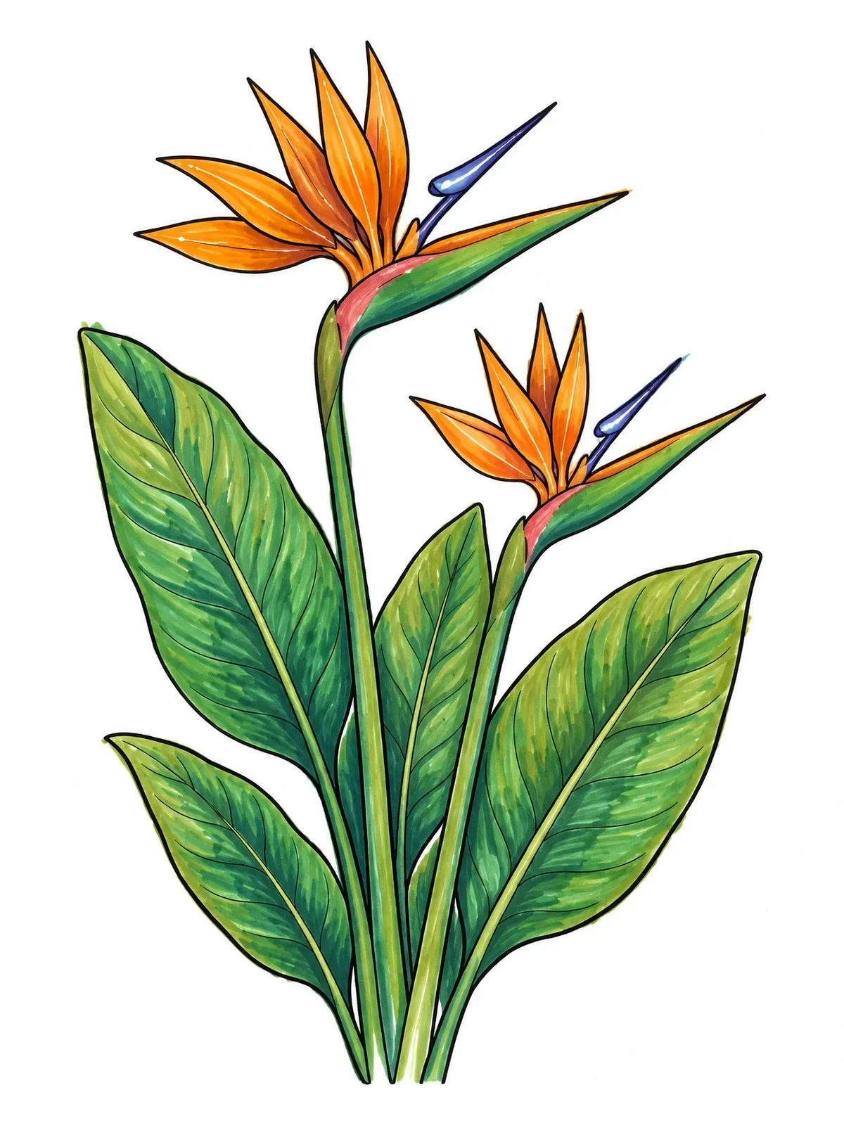 Colored example of the Tropical Bird Of Paradise Flowers coloring page