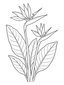 Free printable Tropical Bird Of Paradise Flowers coloring page