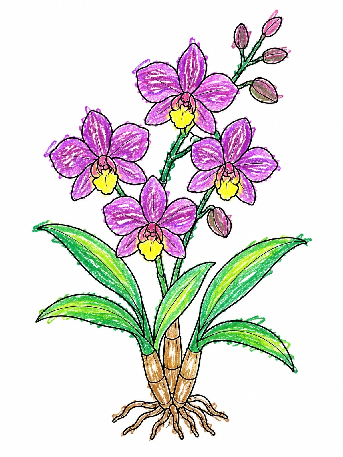 Colored example of the Blooming Dendrobium Orchid Plant coloring page