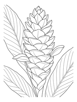 A blooming red ginger plant featured in this hawaiian flowers coloring page.
