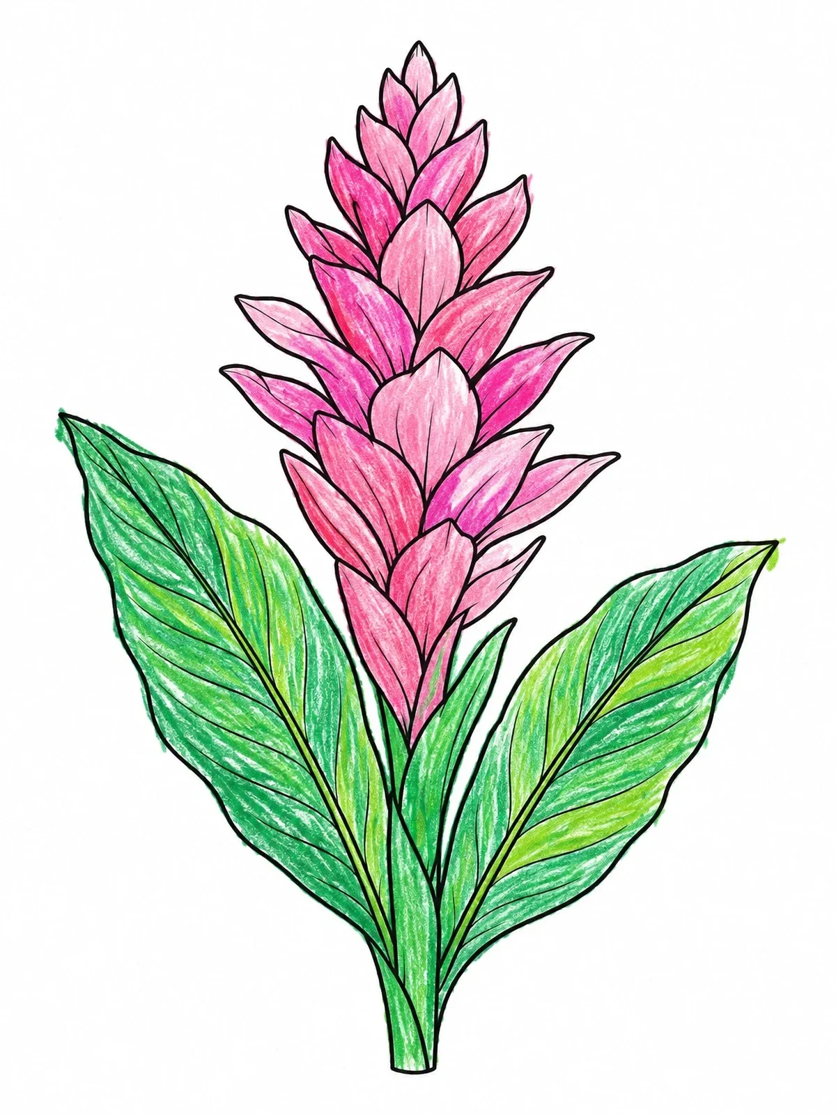 Colored example of the Tropical Pink Ginger Flower coloring page