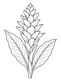 A detailed hawaiian flowers coloring page featuring an upright ginger blossom and broad leaves.