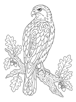 A detailed hawk coloring page showing a noble bird perched on an oak branch with acorns.