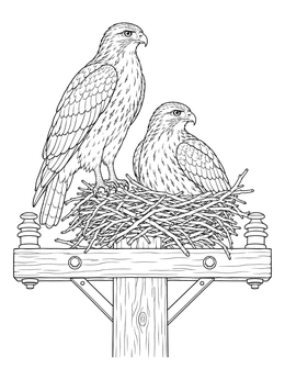 A detailed hawk coloring page showing a pair of hawks resting in their nest on a wooden utility pole.