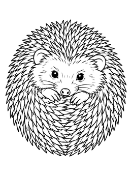A detailed hedgehog coloring page showing the cute animal curled tightly into a spiky round ball.