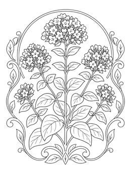 Blooming wild oregano plant within a decorative frame on an herb coloring page.